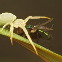 Crab Spider with Greenbottle Fly 